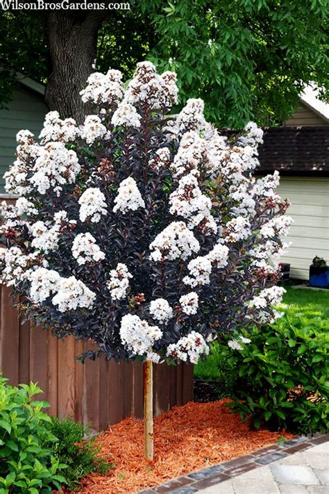 Lunar Magic Crape Myrtle: A Tree Crafted by Nature